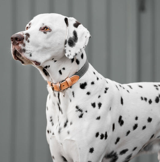 Discover dog walking luxury with our handcrafted Italian dog collar in beautiful essentials twill grey slate with grey fabric! The perfect collar for dogs available now at Lords & Labradors    