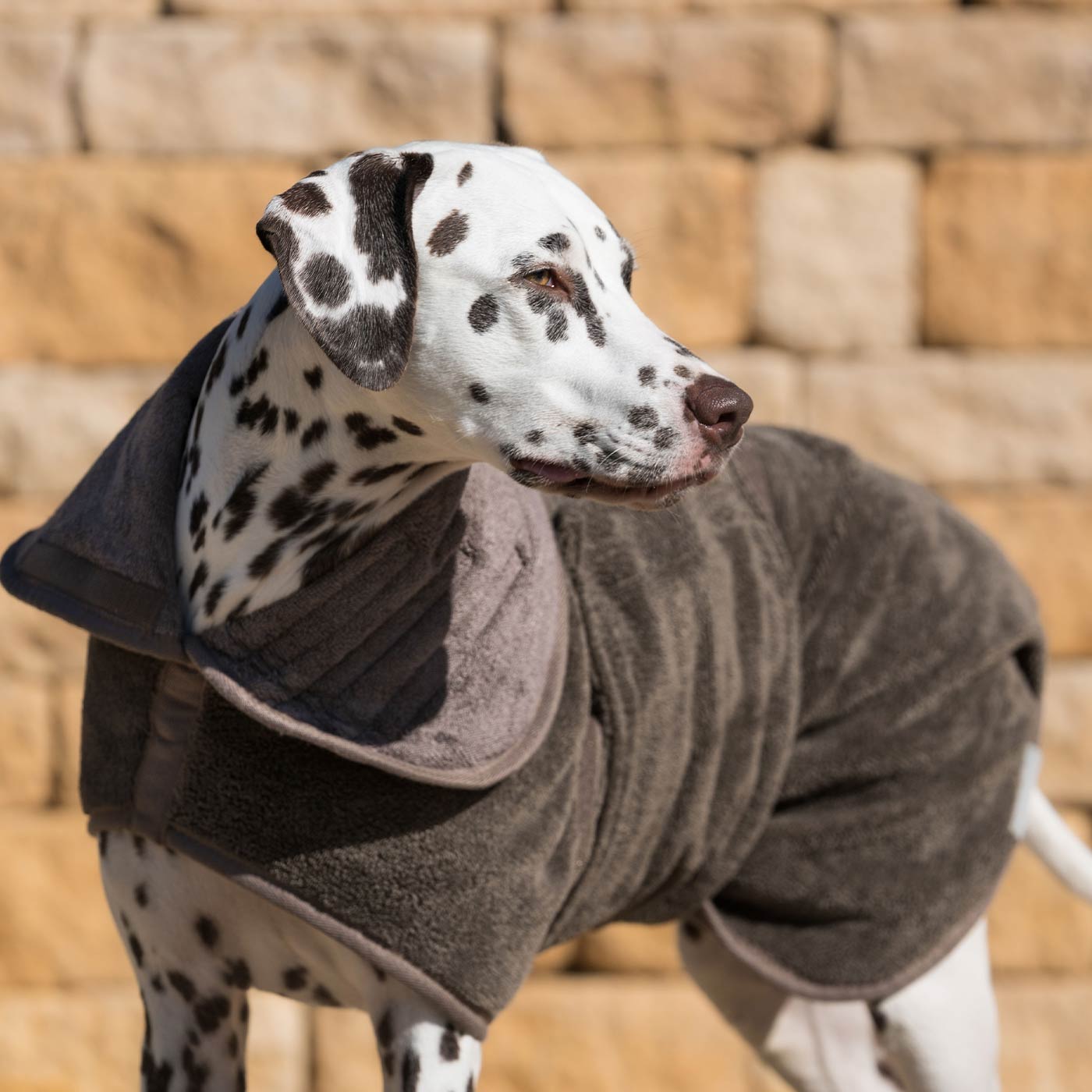 Discover the perfect dog drying with our bamboo dog drying coat in Mole (Brown) The ideal choice for pet drying after walking and bath-time. Made using luxurious bamboo to aid sensitive skin! Available to personalise now at Lords & Labradors in 5 sizes and 4 beautiful colours!        