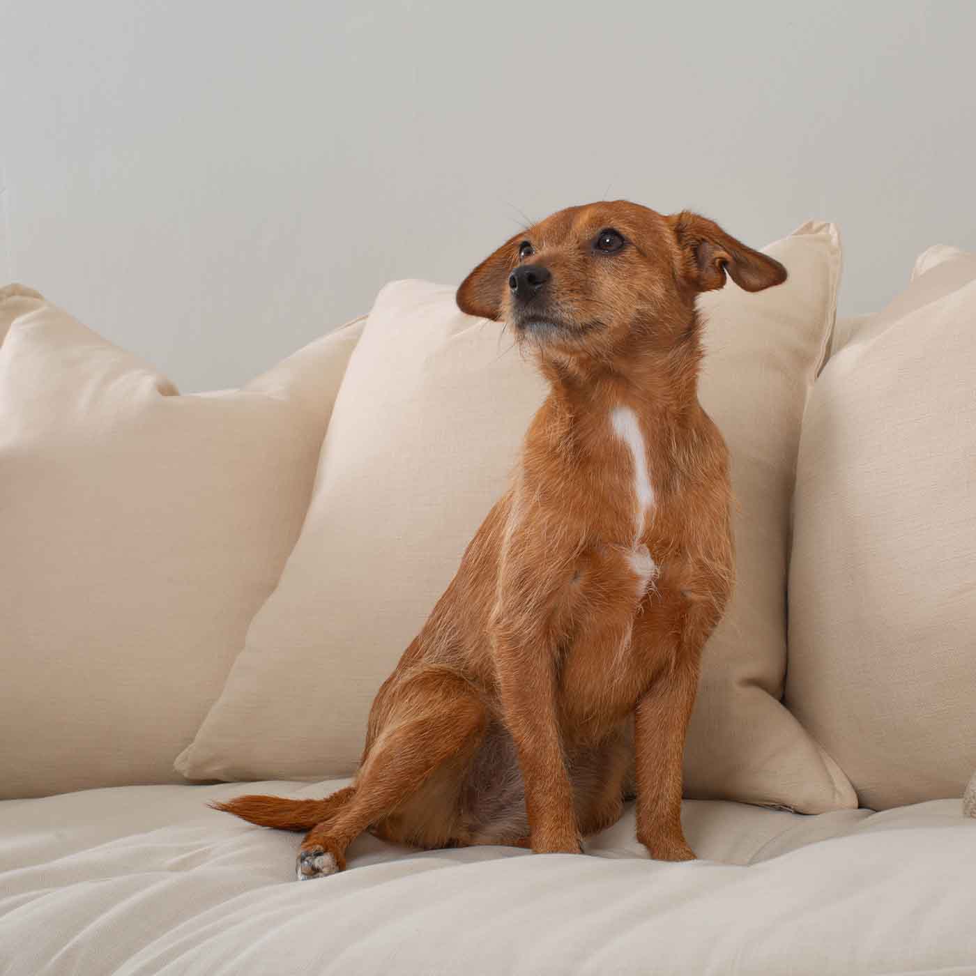 Discover Our Luxury Savanna Sofa Topper, The Perfect Pet sofa Accessory In Stunning Savanna Bone! Available Now at Lords & Labradors