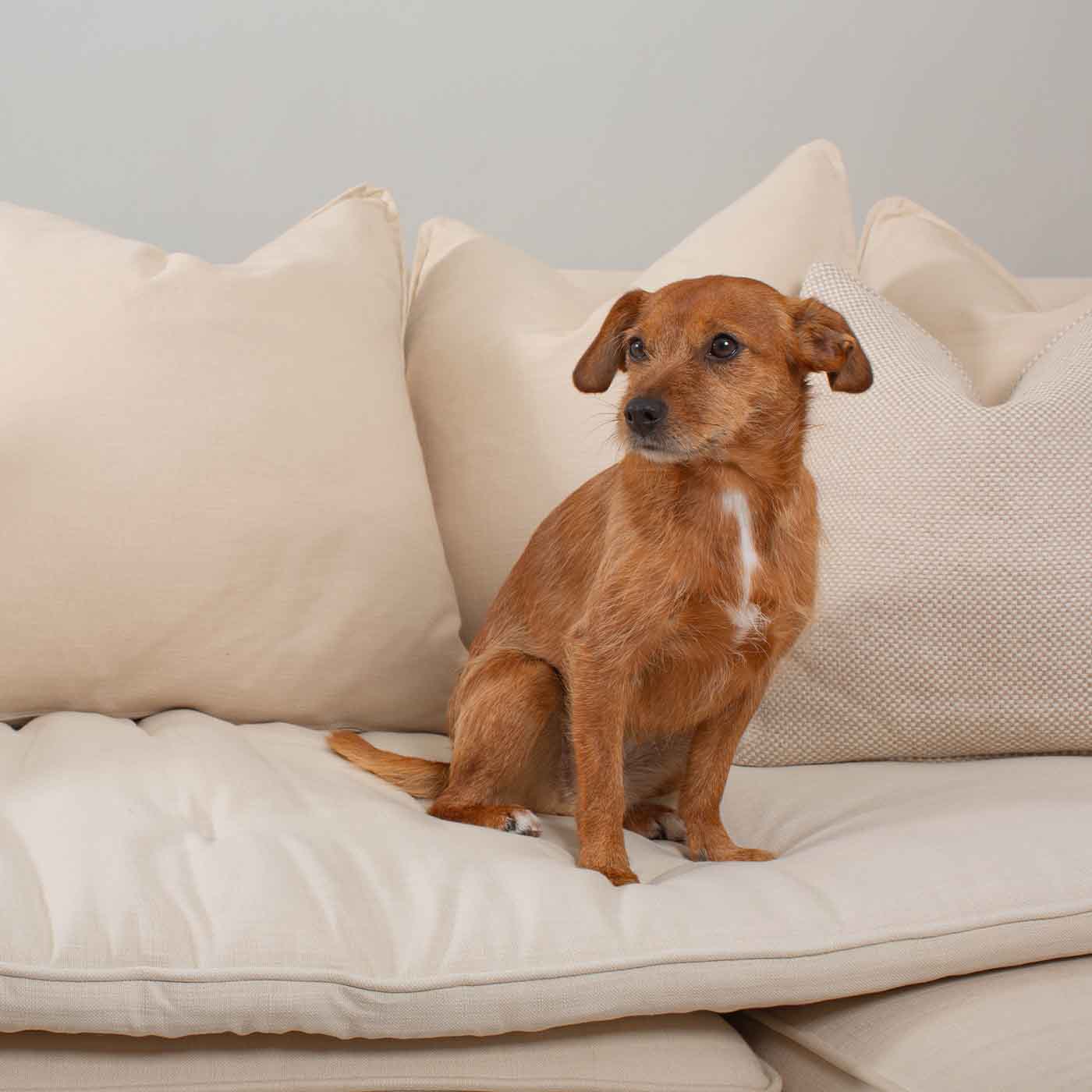 Discover Our Luxury Savanna Sofa Topper, The Perfect Pet sofa Accessory In Stunning Savanna Bone! Available Now at Lords & Labradors