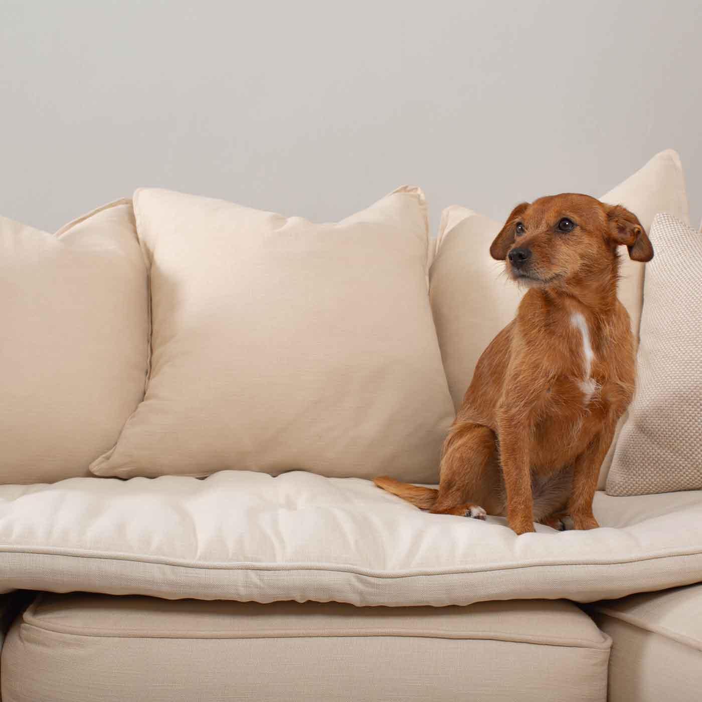 Discover Our Luxury Savanna Sofa Topper, The Perfect Pet sofa Accessory In Stunning Savanna Bone! Available Now at Lords & Labradors