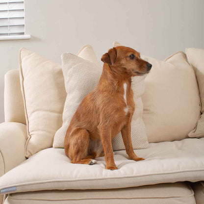 Discover Our Luxury Savanna Sofa Topper, The Perfect Pet sofa Accessory In Stunning Savanna Bone! Available Now at Lords & Labradors