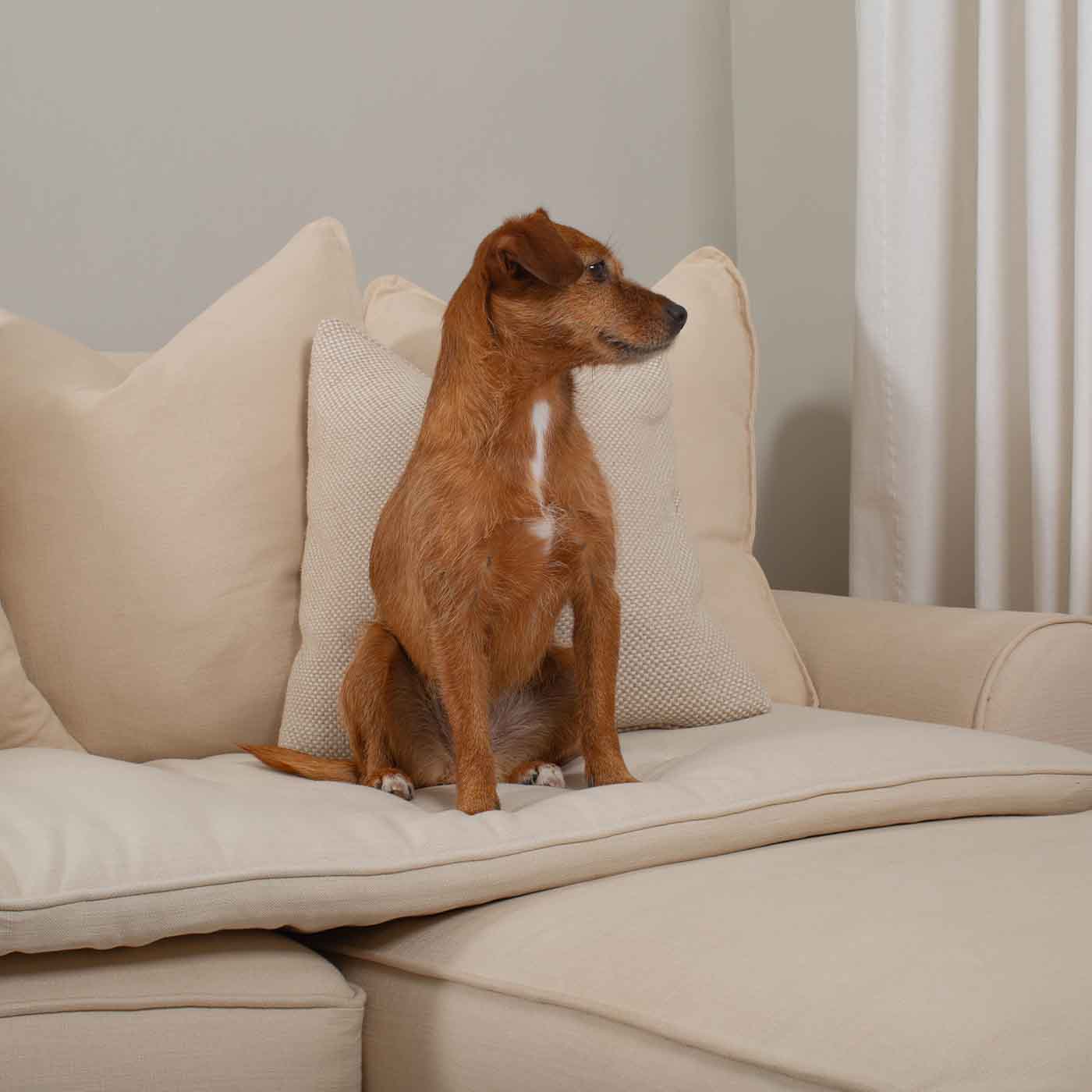 Discover Our Luxury Savanna Sofa Topper, The Perfect Pet sofa Accessory In Stunning Savanna Bone! Available Now at Lords & Labradors