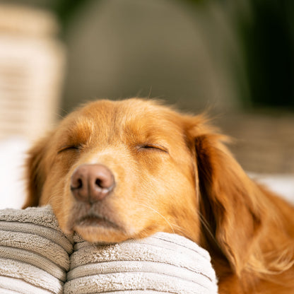 Discover Our Luxurious High Wall Bed For Dogs, Featuring inner pillow with plush teddy fleece on one side To Craft The Perfect Cat Bed In Stunning Essentials Light Grey Plush! Available To Personalise Now at Lords & Labradors    